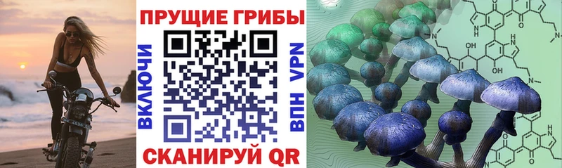 где можно купить наркотик  Алейск  Галлюциногенные грибы Cubensis 