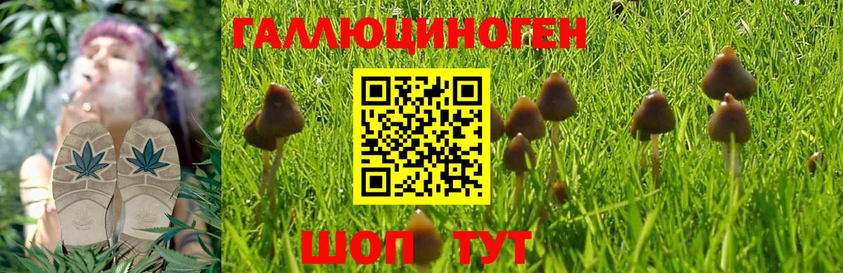 Алейск  Галлюциногенные грибы Psilocybe  Вход с VPN 